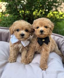 Cuccioli Maltipoo toy