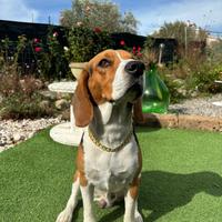 Beagle stallone da monta