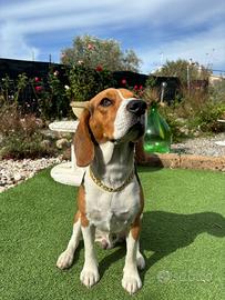 Beagle stallone da monta