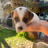 Cuccioli jack russell