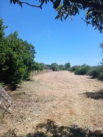 Terreno agricolo