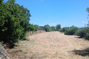 Terreno agricolo