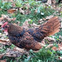 Galletto sebright oro orlo nero