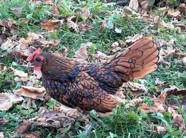 Galletto sebright oro orlo nero