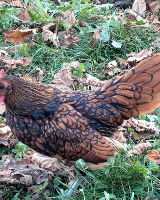 Galletto sebright oro orlo nero