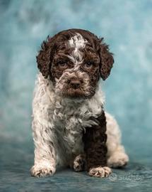 Cucciolo lagotto romagnolo