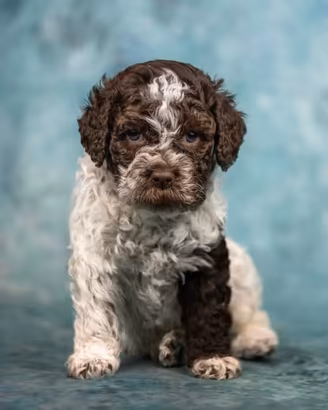 Cucciolo lagotto romagnolo