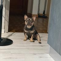 Bulldog francese per monta