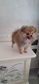 Cuccioli di spitz pomerania taglia mini toy