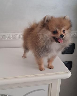 Cuccioli di spitz pomerania taglia mini toy
