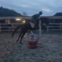 Cavalla S.I. 2022 (basso prezzo)