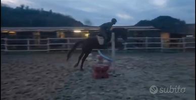 Cavalla S.I. 2022 (basso prezzo)