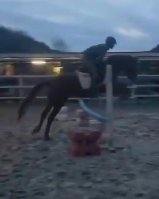 Cavalla S.I. 2022 (basso prezzo)