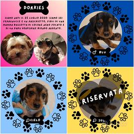 Tutti i Dorkie già hanno trovato famigliaaaaaa