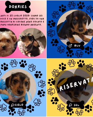 Tutti i Dorkie già hanno trovato famigliaaaaaa