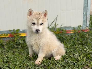 Siberian Husky con pedigree enci