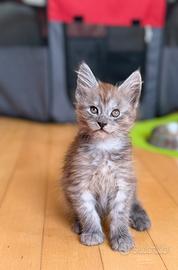 Cuccioli di razza Maine Coon