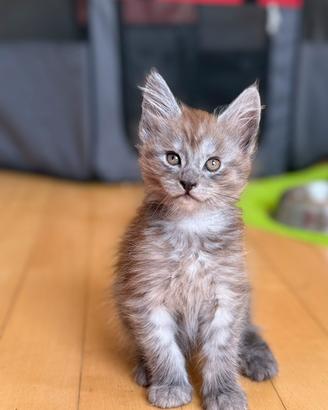Cuccioli di razza Maine Coon