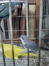 Pappagalli monaci che parlano