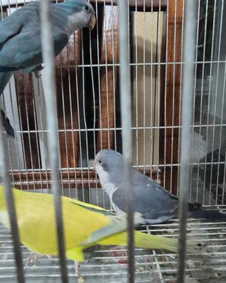 Pappagalli monaci che parlano