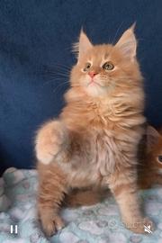Gattino Maine Coone