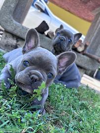 Bulldog Francese