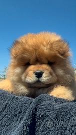 Chow chow con pedigree