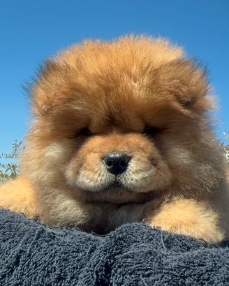 Chow chow con pedigree