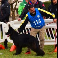 Cuccioli di pastore tedesco a pelo lungo