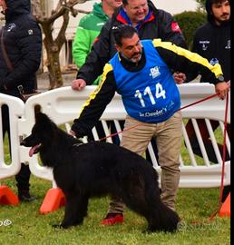 Cuccioli di pastore tedesco a pelo lungo