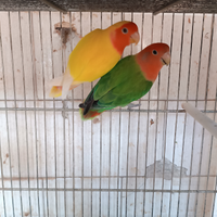 Pappagalli inseparabili