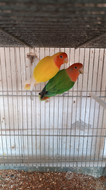 Pappagalli inseparabili