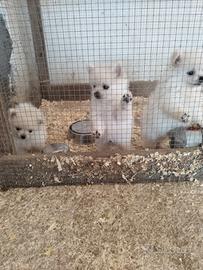 Cuccioli di volpino di pomeriana