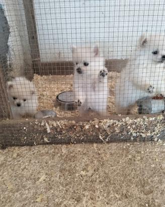 Cuccioli di volpino di pomeriana