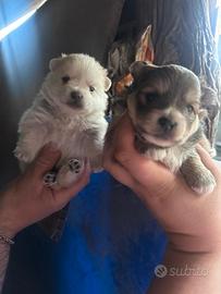 Spitz di Pomerania nano