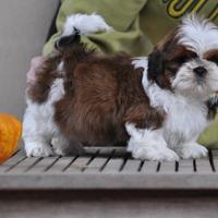 Shih tzu