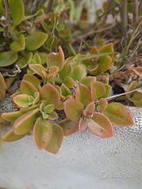 Piante grasse o succulente