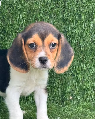 Beagle