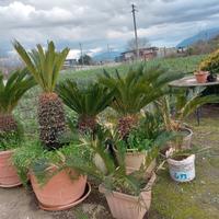 Cycas