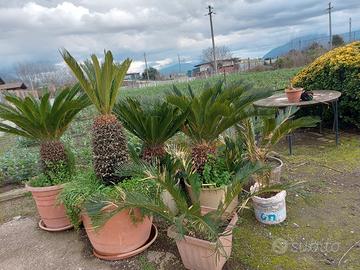 Cycas