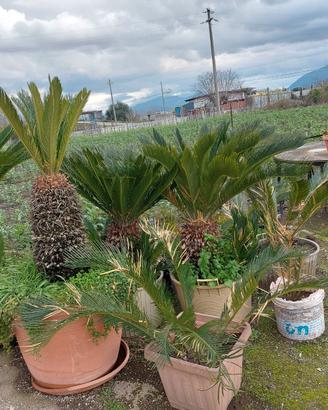 Cycas
