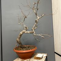 Pre bonsai di Carpino