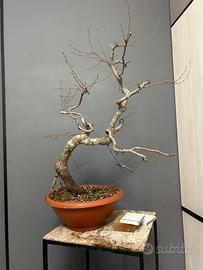 Pre bonsai di Carpino