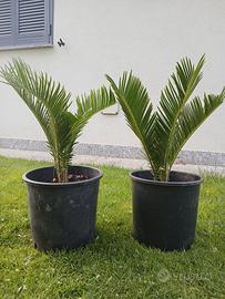 Piante Cycas
