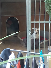 Cuccioli Jack russell
