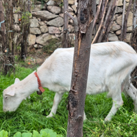 Capre da latte a 150 l'uno/a