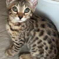 Ultima femmina pura razza gatto bengala