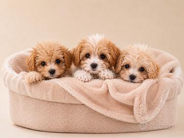 Maltipoo Mini Toy Albicocca disponibili