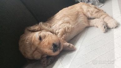 Cucciola barboncino nano