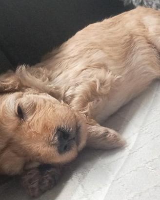 Cucciola barboncino nano